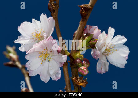 Japanese flowering cherry 'Shirofugen' (Prunus sp.) des fleurs sur une branche. Powys, Pays de Galles. Avril. Banque D'Images
