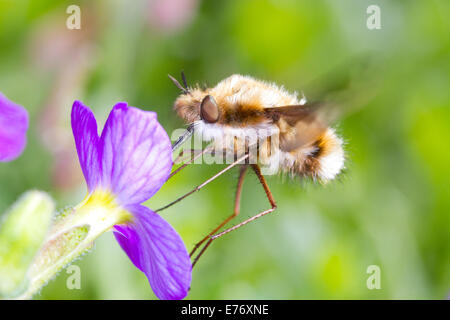 Bee-fly (Bombylius major) sur une alimentation adultes aubretia fleur dans un jardin. Sussex, Angleterre. Avril. Banque D'Images