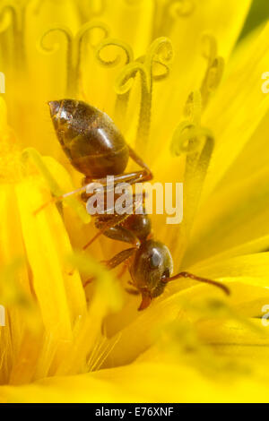 Ant Le Jardin noir (Lasius niger) travailleur adulte. Se nourrir dans une fleur de pissenlit. Seaford, Sussex. Avril. Banque D'Images