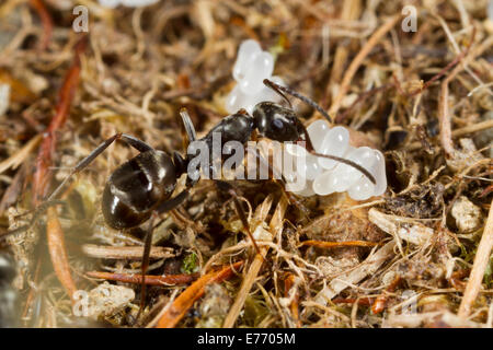 Formica lemani ant les travailleurs adultes tendant ses œufs dans un nid. Powys, Pays de Galles. Avril. Banque D'Images