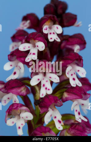 Orchid (Orchis ustulata brûlées) fleurs. Sur le Causse de Gramat, Lot, France. Avril. Banque D'Images