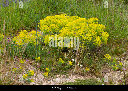 L'euphorbe cyprès (Euphorbia cyparissias) floraison. Sur le Causse de Gramat, Lot, France. Avril. Banque D'Images