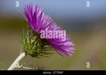 (Galactites Galactites tomentosa) thistle close-up de fleur. Ile Saint Martin, Aude, France. Avril. Banque D'Images