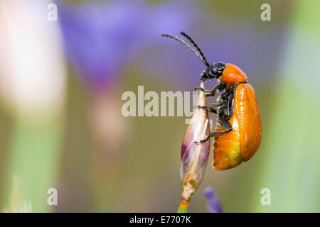 Scarlet Lily Beetle (Lilioceris lilii) chez les femelles adultes (Aphyllanthes Aphyllanthes monspeliensis). Banque D'Images