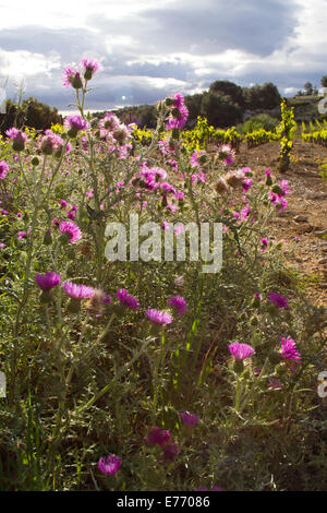 (Galactites Galactites tomentosa) floraison de chardons au bord d'une vigne. Ile Saint Martin, Aude, France. Mai. Banque D'Images