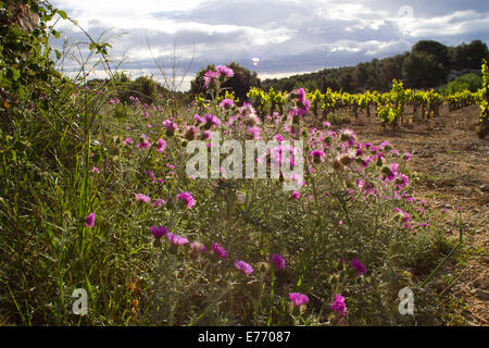 (Galactites Galactites tomentosa) floraison de chardons au bord d'une vigne. Ile Saint Martin, Aude, France. Mai. Banque D'Images