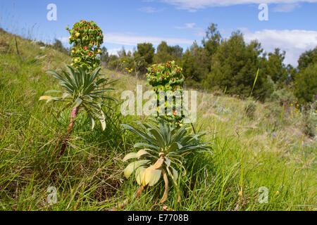 Grande Euphorbe méditerranéenne (Euphorbia characias) floraison dans l'habitat rocheux ouverts. Ile Saint Martin, Aude, France. Mai. Banque D'Images