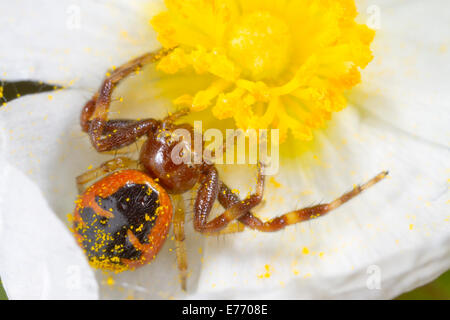 Araignée Crabe Napoléon (Synema globosum) adulte de sexe féminin dans une ciste à feuilles étroites (cistus monspeliensis) fleur. Banque D'Images