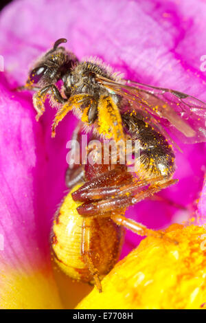 Araignée Crabe Napoléon (Synema globosum) femelle adulte qui se nourrit d'une abeille solitaire (Lasioglossum sp.) dans une fleur de ciste à feuilles gris Banque D'Images