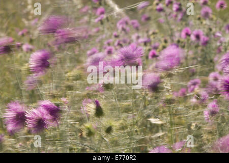(Galactites Galactites tomentosa) chardons floraison sur un patch d'onu-terres cultivées. Soufflant dans un fort vent. Banque D'Images
