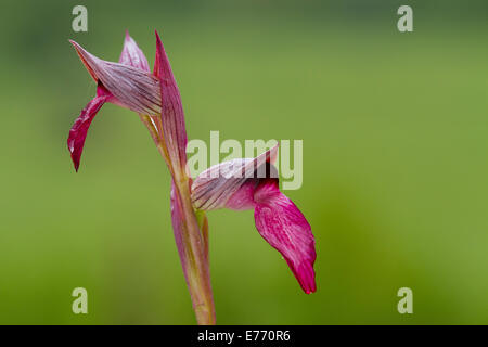 Orchidée Serapias lingua (langue maternelle) la floraison. Col de Calzan, Ariege Pyrenees, France. Mai. Banque D'Images