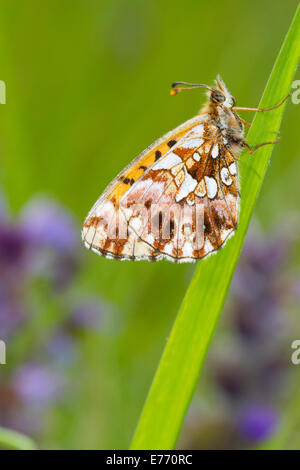 Weaver's fritillary (Clossiana dia) face inférieure d'un papillon adulte reposant sur l'herbe. Col de Calzan, Ariege Pyrenees, France. Banque D'Images