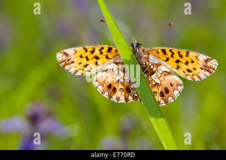 Weaver's fritillary (Clossiana dia) face inférieure d'un papillon adulte reposant sur l'herbe. Col de Calzan, Ariege Pyrenees, France. Banque D'Images