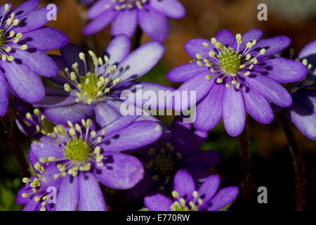 Hepatica Hepatica nobilis () la floraison dans les forêts peu après la fonte des neiges. Ariege Pyrenees, France. Mai. Banque D'Images