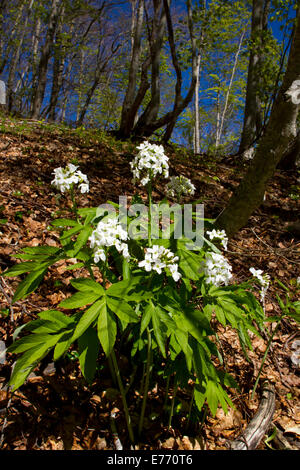 Sept-leaved Bittercress (Cardamine heptaphylla) floraison dans les bois. Ariege Pyrenees, France. Mai. Banque D'Images