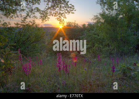 Early Purple Orchid (Orchis mascula) floraison en calcaire ouvert woodland au coucher du soleil. Sur le Causse de Gramat, Lot, France Banque D'Images