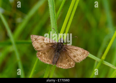 Dingy Skipper butterfly (Erynnis tages) adulte reposant sur l'herbe. Causse de Gramat, Lot, France. Mai.