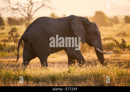 Dans l'éléphant du Parc National d'Amboseli Rétroéclairage Banque D'Images