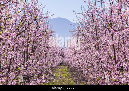 Au printemps Peach Blossoms Banque D'Images