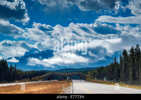 Plus de nuages spectaculaires Rocheuses canadiennes, à partir de la Transcanadienne, animal crossing bridge à dist, Banff National Park, Alberta Banque D'Images