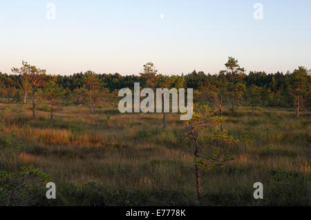 Paysage du soir, Riisa Bog, Dublin, comté de Pärnu, Estonie, Europe Banque D'Images