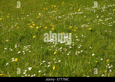 Prairie avec les fleurs sauvages y compris les marguerites et le pissenlit, Dorset, Angleterre Banque D'Images