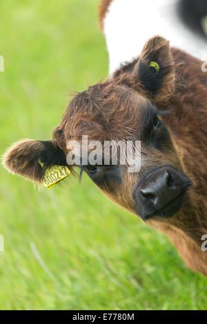 Belted Galloway marron veau. N.E.Ecosse Banque D'Images