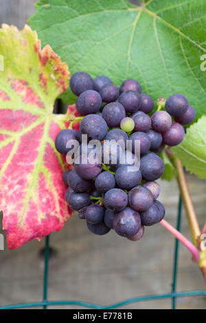 La maturation des raisins noirs sur la vigne dans un potager, au Royaume-Uni. Banque D'Images