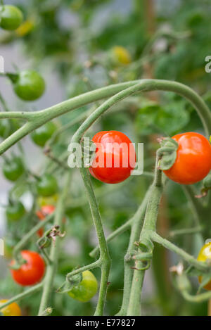 Gardener's Delight de tomates cerises qui poussent sur une plante au polytunnel, UK. Banque D'Images