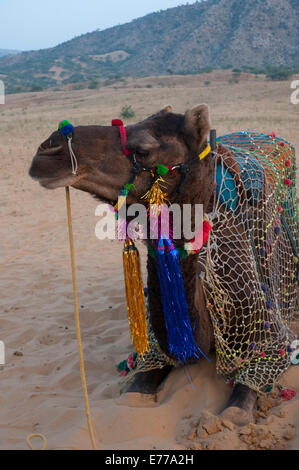 Décorée dans des couleurs vives, chameau, Pushkar, Rajasthan, Inde. Banque D'Images