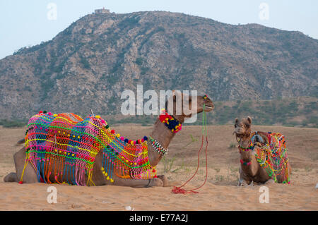 Décorée dans des couleurs vives, chameau, Pushkar, Rajasthan, Inde. Banque D'Images