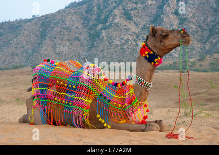 Décorée dans des couleurs vives, chameau, Pushkar, Rajasthan, Inde. Banque D'Images