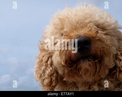 Chien Lagotto Romagnolo Banque D'Images