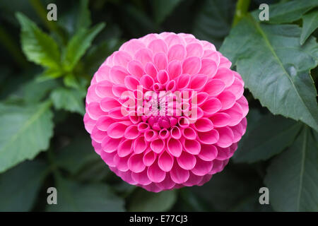 Dahlia 'Tahoma Dame Oh' de plus en plus une frontière. Banque D'Images