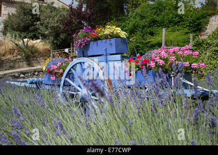 Panier bleu lavande en Provence pré en France Banque D'Images