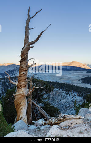 Old dead tree pin dans la partie sud de la Sierra Nevada le long de la Pacific Crest Trail Banque D'Images