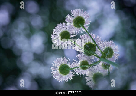 Aster buissonnant, de minuscules fleurs blanches Banque D'Images