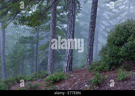 Ancien pins noirs Pinus nigra dans Troodhos chypriote Parc National Banque D'Images