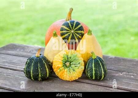 Courges et citrouilles sur table en bois dans le jardin. Banque D'Images