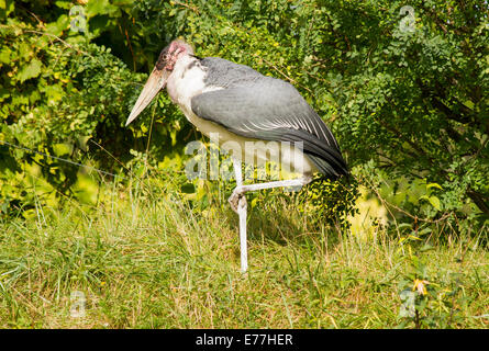 Stock marabout hâte debout sur une jambe.en captivité au Zoo de Toronto Ontario Canada Banque D'Images