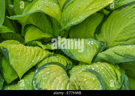 Gouttes de pluie sur les feuilles d'Hosta vert. Banque D'Images