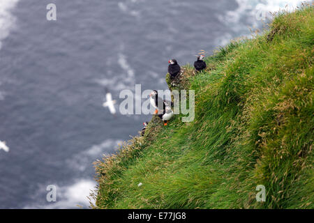 Macareux moine, Fratercula arctica, également connu sous le nom de macareux, commune de Mykines cliffs Faroe Islands Banque D'Images