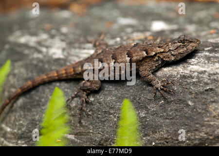 Eastern Fence lizard (Sceloporus undulatus) - Brevard, North Carolina USA Banque D'Images