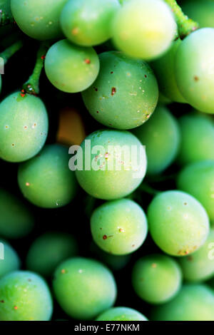 Groupe de jeunes raisins sur vine Barossa Valley en Australie Banque D'Images