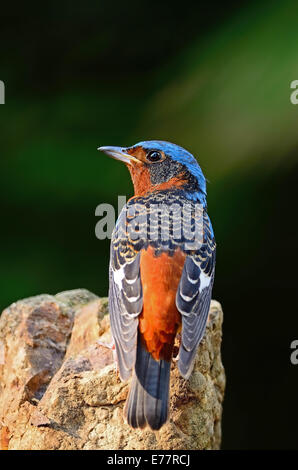 Bel oiseau Rock-Thrush mâle, White-throated Rock-Thrush (Monticola gularis), assis sur le rocher, le profil arrière Banque D'Images