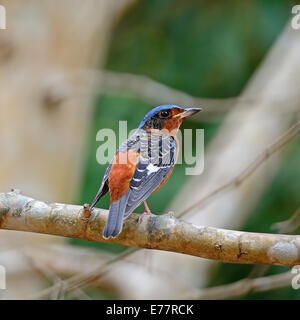 Bel oiseau Rock-Thrush mâle, White-throated Rock-Thrush (Monticola gularis), assis sur une branche, profil arrière Banque D'Images