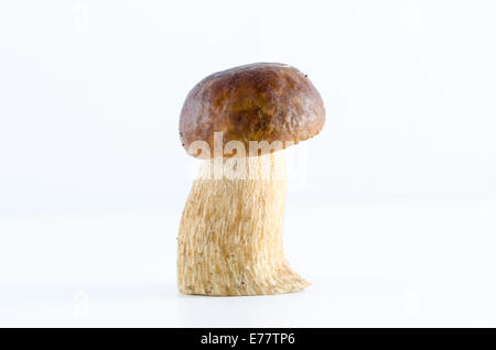 Champignons boletus isolé sur fond blanc Banque D'Images