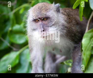 Monkey le Monkey Beach Phi Phi, Thaïlande Banque D'Images