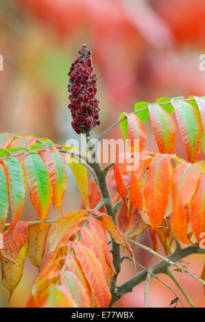 Vinaigrier (Rhus typhina), l'inflorescence et les feuilles à l'automne, originaire d'Amérique du Nord Banque D'Images