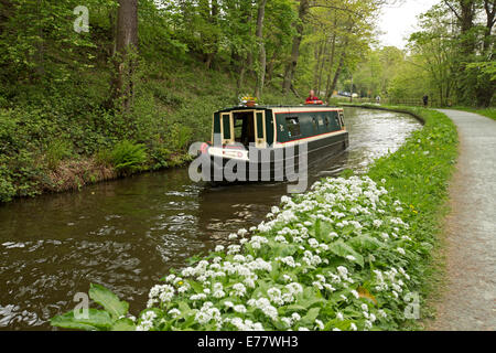 15-04 traditionnelles sur l'eau calme de Llangollen Canal passant les boisés et les masses de fleurs blanches sur la banque Banque D'Images